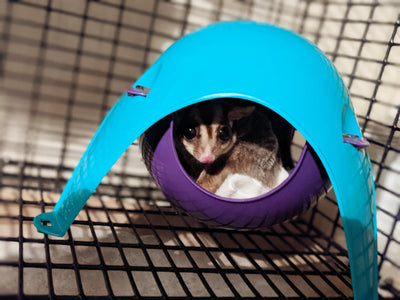 Laz-E-Pod - Sugar Glider Lounging Pod-Purple