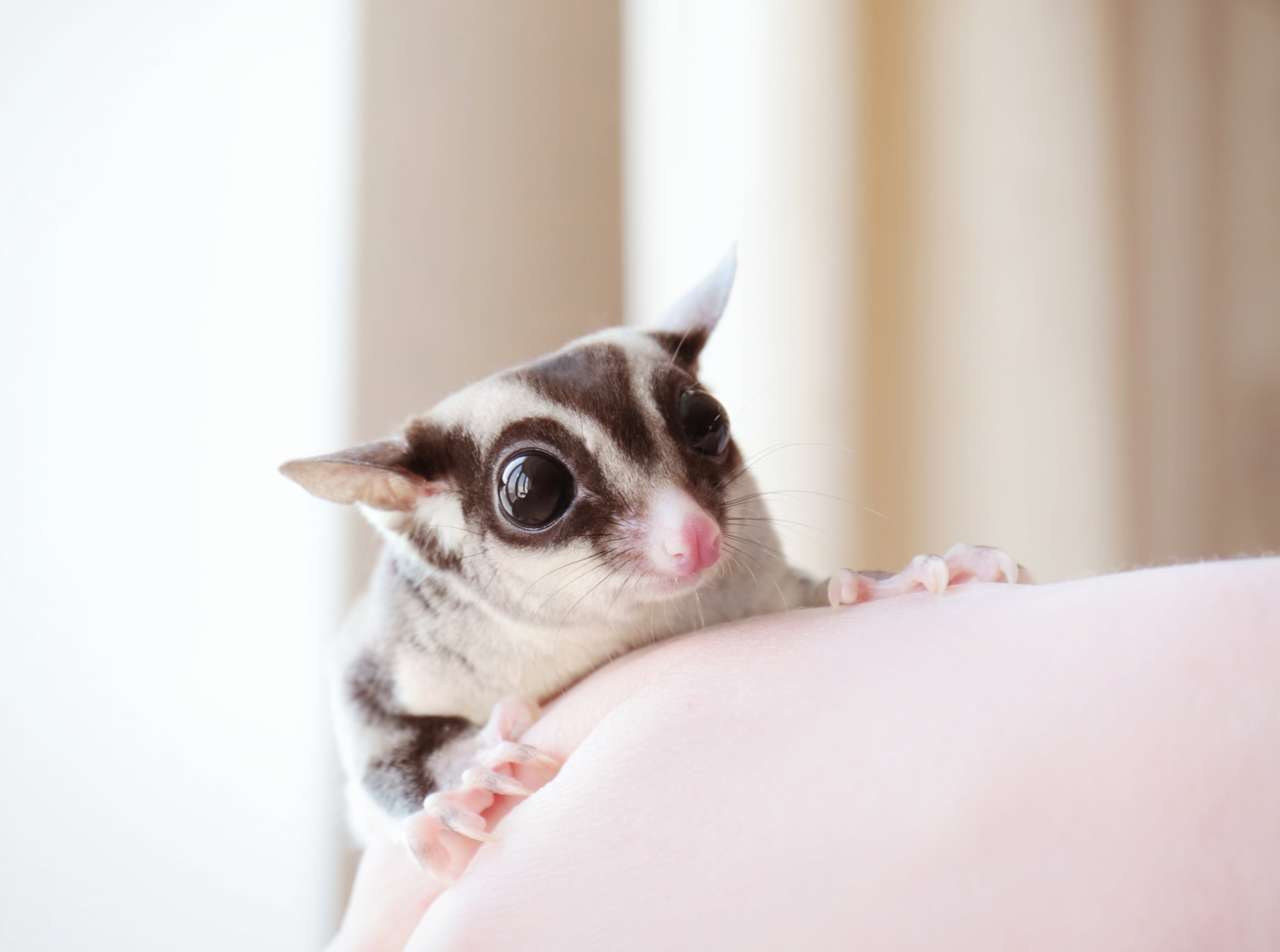 Sugar glider pet fashion price