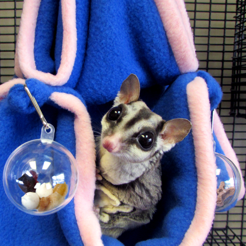 Hide-A-Treat Brain Game - Sugar Glider "Brain Trainer" - Pocket Pets 