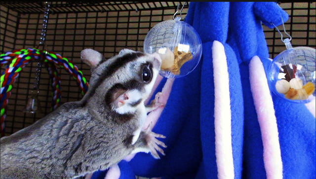 Hide-A-Treat Brain Game - Sugar Glider "Brain Trainer" - Pocket Pets 