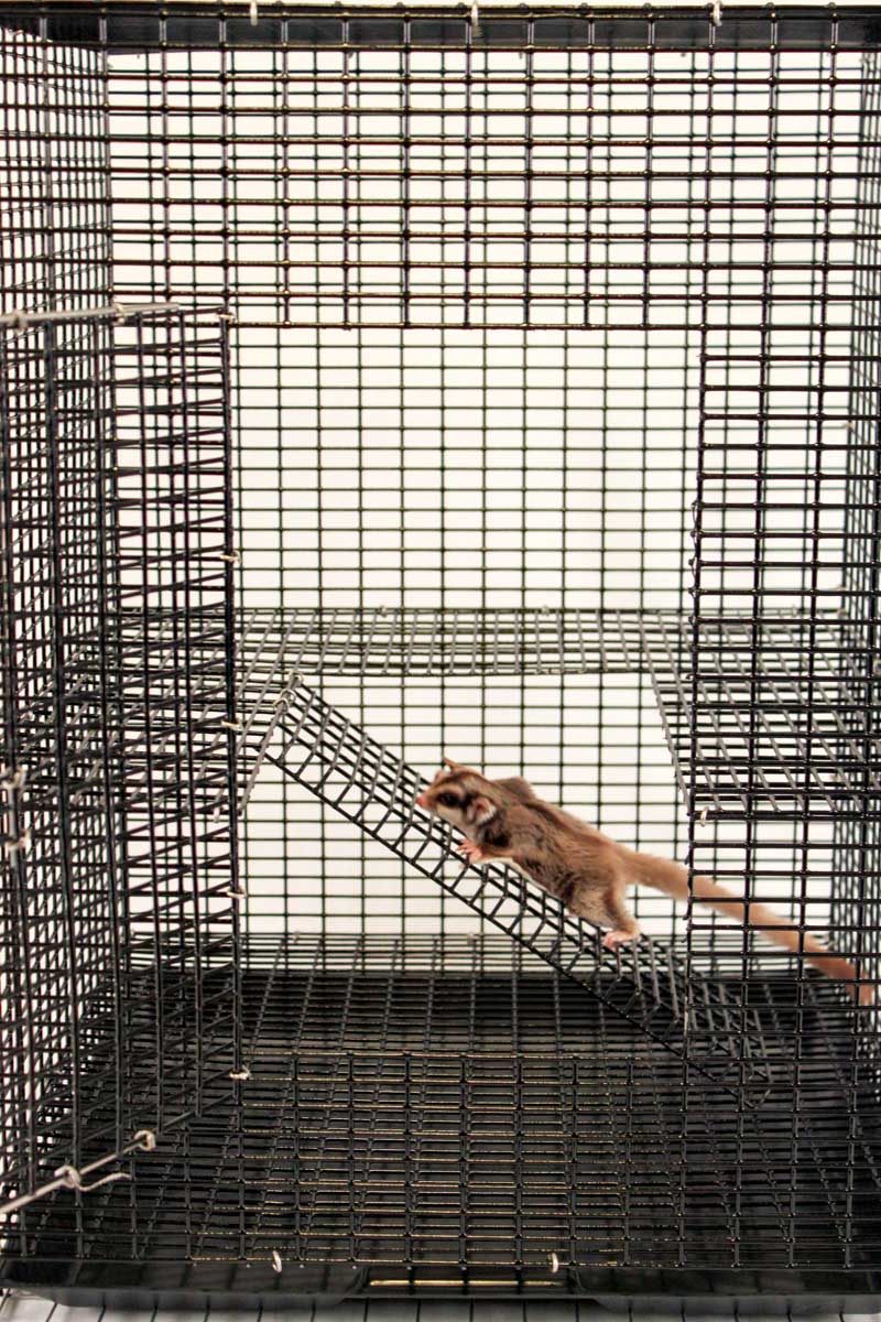 Jung-L-Gym Premium Start-R-Cage - Pocket Pets 