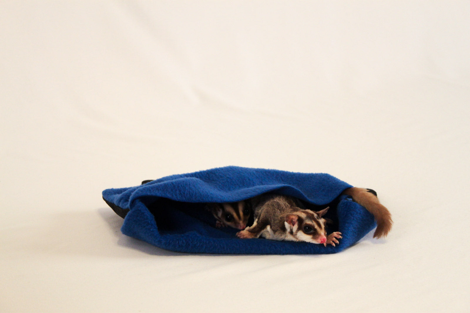 Blank-EZ - Sugar Glider Blanket - Pocket Pets 