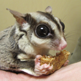 Might-E-Muffins & Cookies Universal Baking Mix: One-Year Supply - Pocket Pets 