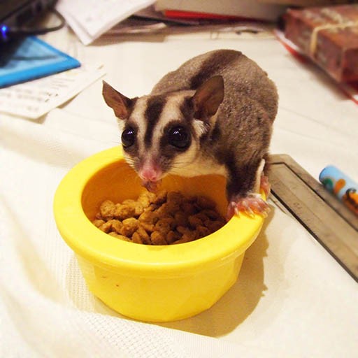 Two Year Supply of Glide-r-Chow & Glide-A-Mins - Pocket Pets 